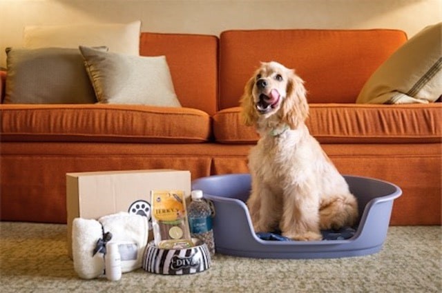 5 Fun Ways to Celebrate Valentine’s Day with Your Pet