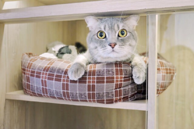 5 Questions to Ask a Pet Boarding House