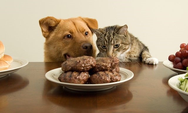 5 Reasons Why Your Dog Isn’t Eating