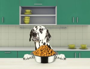5 Reasons Why Your Dog Isn’t Eating