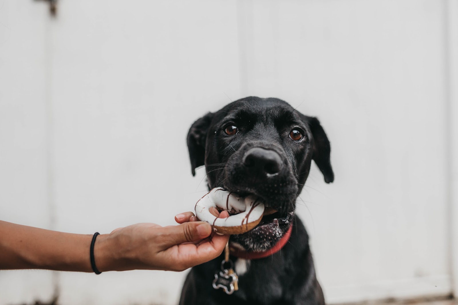 5 Simple Ways For Busy Pet Owners to Shower Their Pets with Love