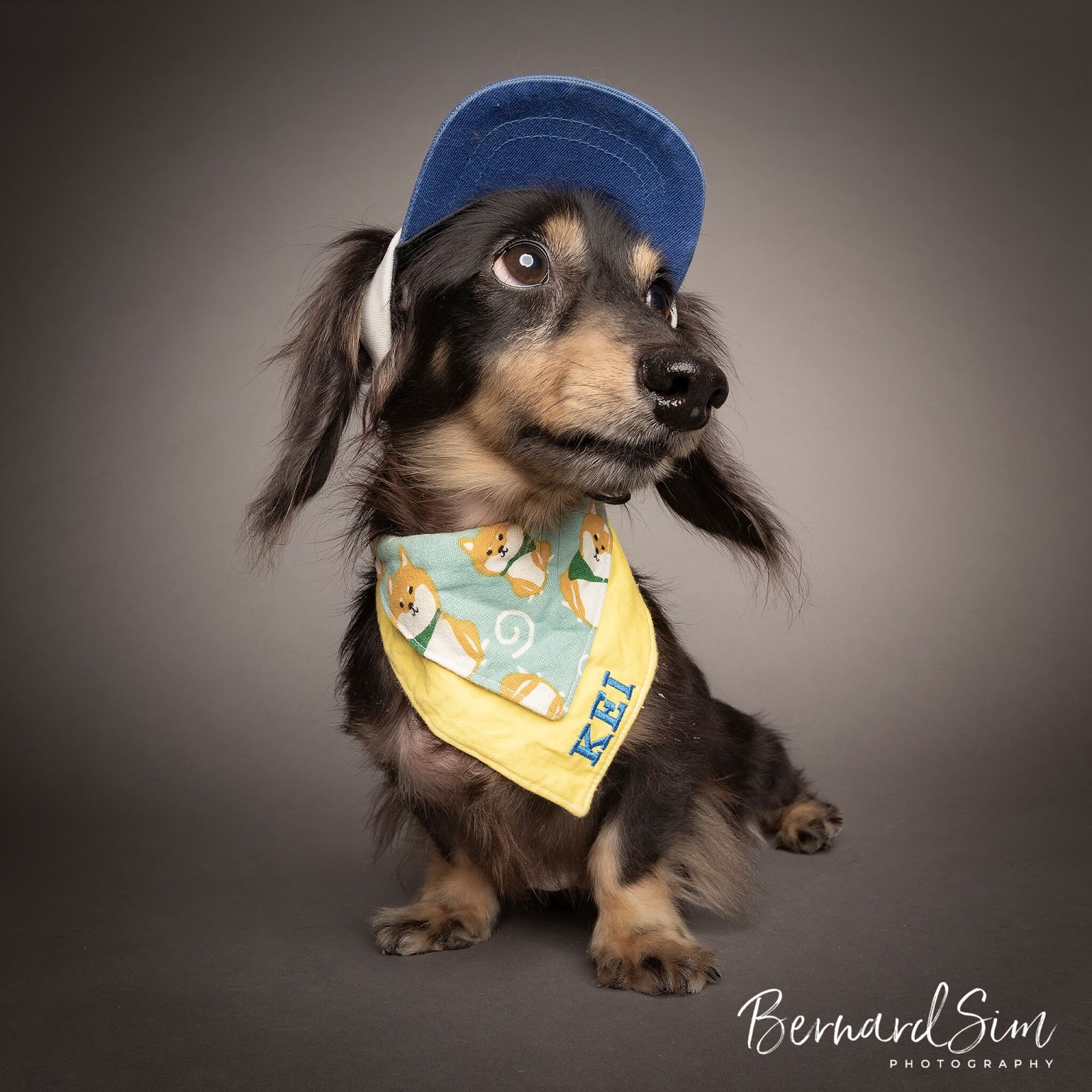 5 Simple Ways For Busy Pet Owners to Shower Their Pets with Love
