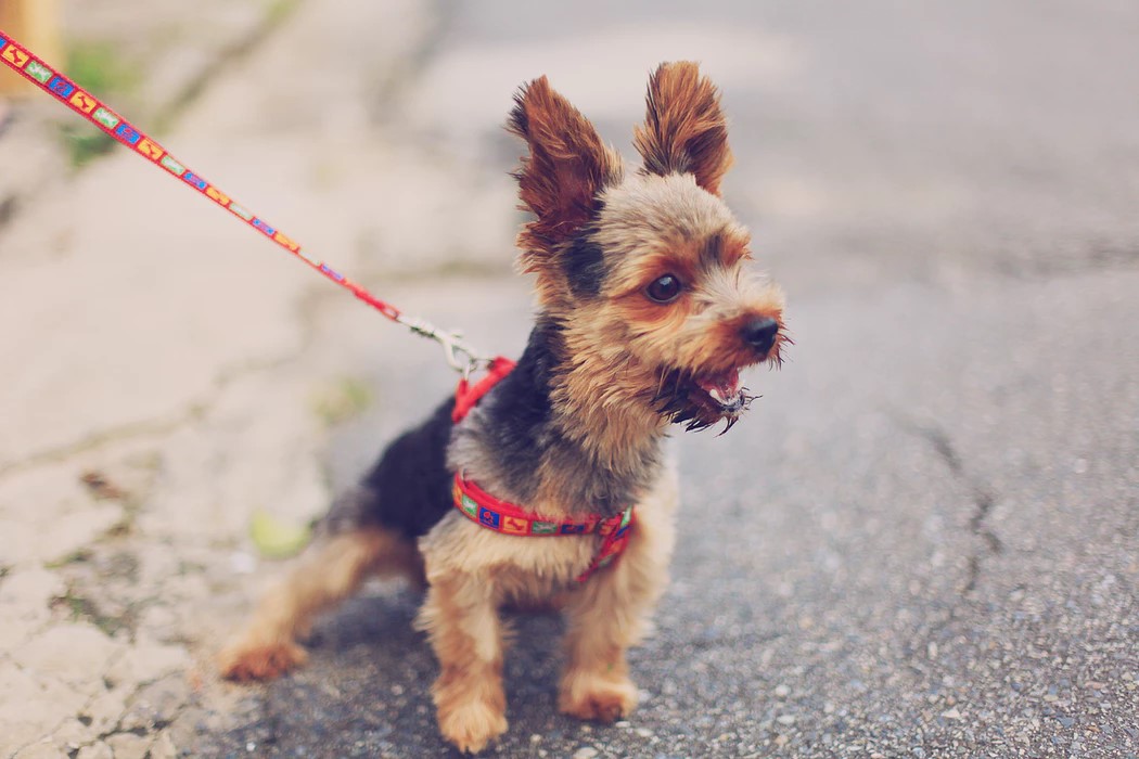 5 Things You're Doing Wrong When Walking Your Dog
