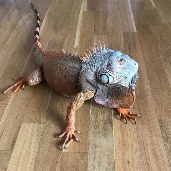 6 Exotic Pets That Are Illegal in Singapore General