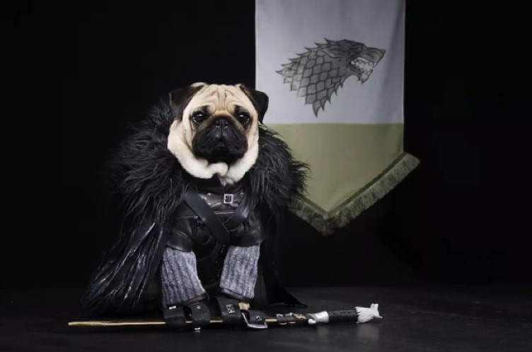 6 Pet Costumes to Get Your Furkid Ready for Howl-o-ween