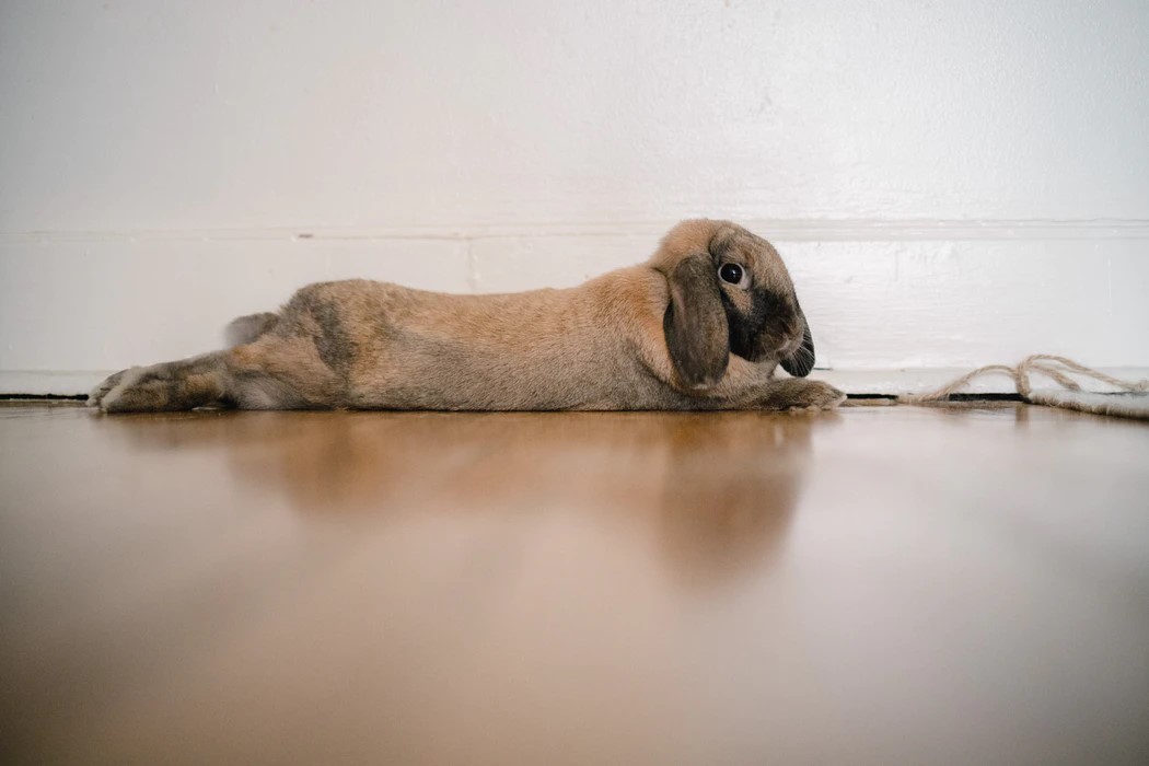 7 Common Signs That Your Rabbit Is Happy & Healthy
