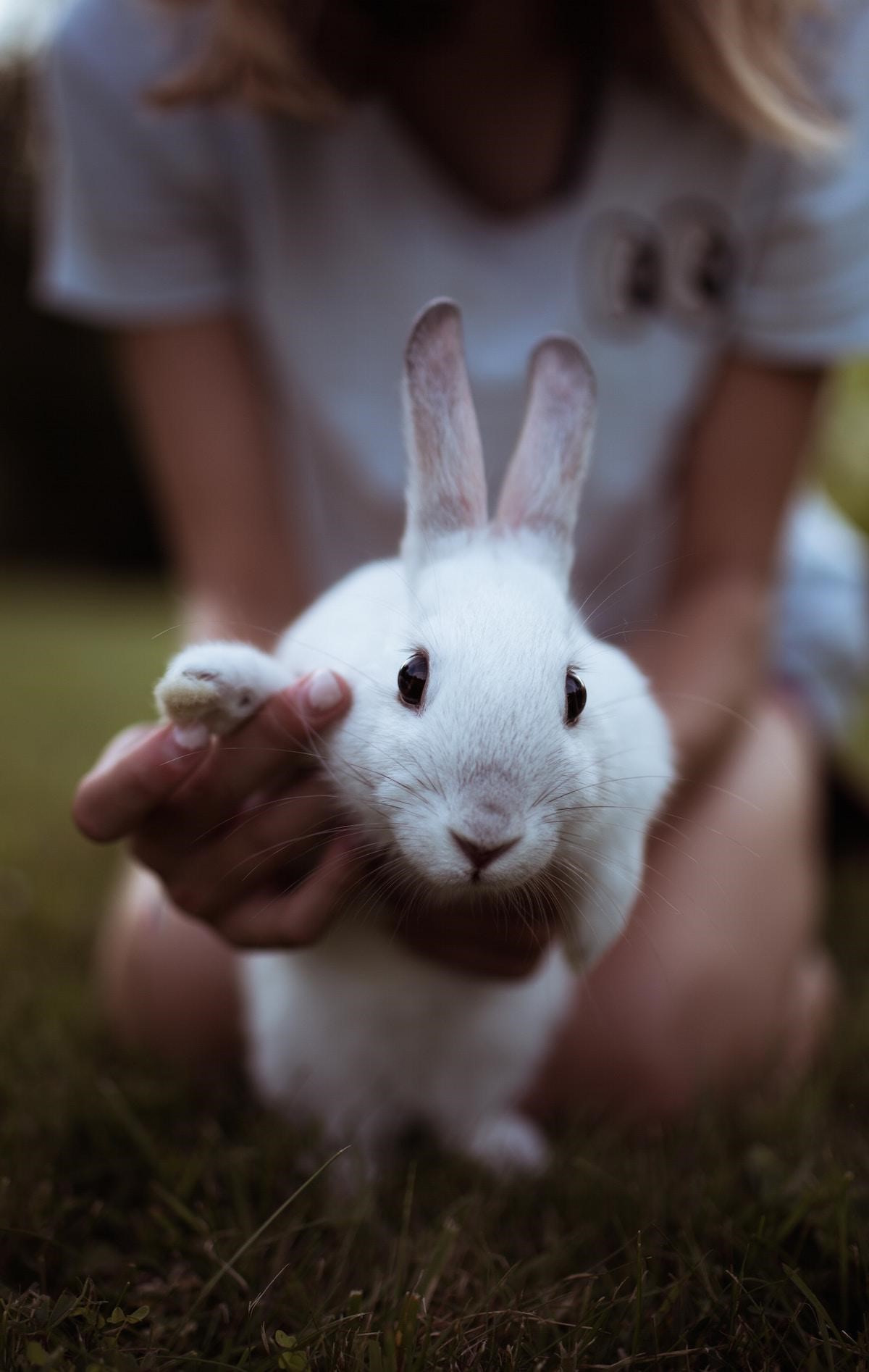 7 Common Signs That Your Rabbit Is Happy & Healthy
