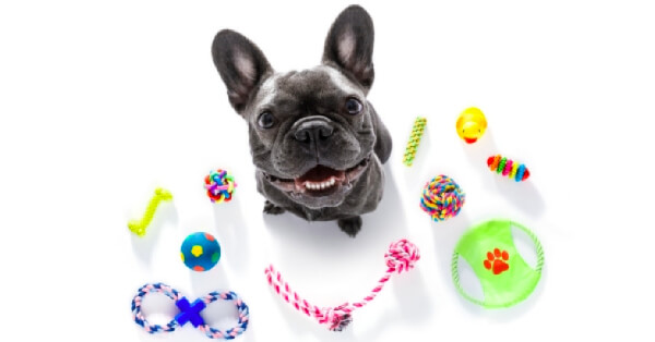 7 Must-Own Pet Products for Every Dog Owner