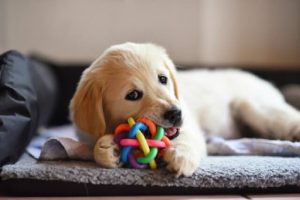 7 Must-Own Pet Products for Every Dog Owner