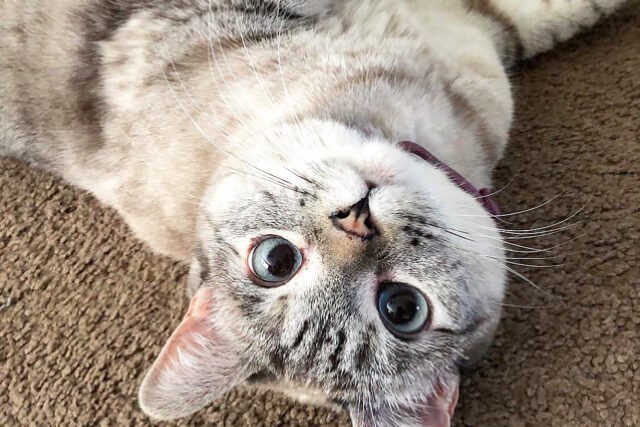 8 Animal IG Accounts to Follow for Your Daily Dose of Fluff