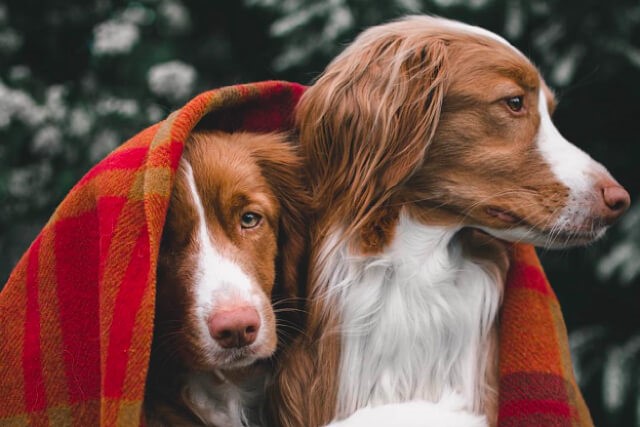 8 Animal IG Accounts to Follow for Your Daily Dose of Fluff