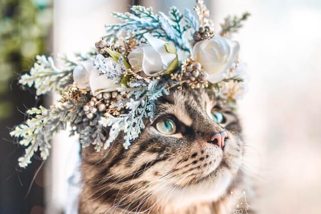 8 Animal IG Accounts to Follow for Your Daily Dose of Fluff