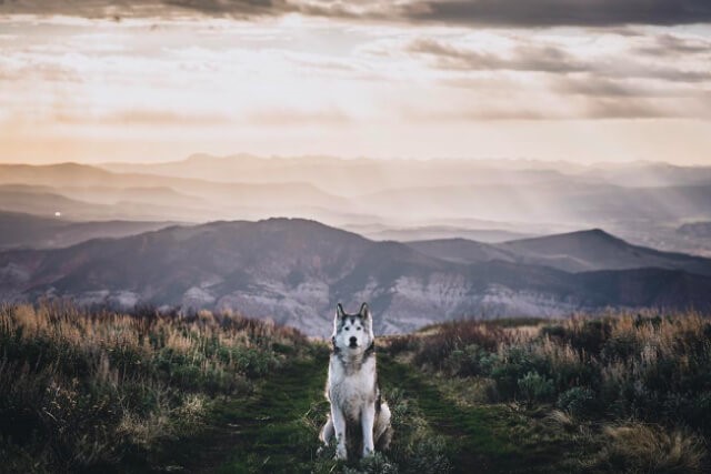 8 Animal IG Accounts to Follow for Your Daily Dose of Fluff