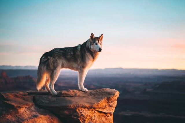 8 Animal IG Accounts to Follow for Your Daily Dose of Fluff