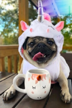 8 Animal IG Accounts to Follow for Your Daily Dose of Fluff