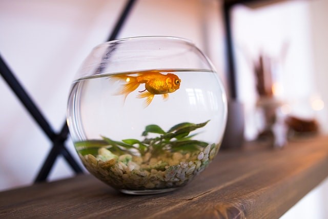 8 Quirky Pet Laws From Around the World