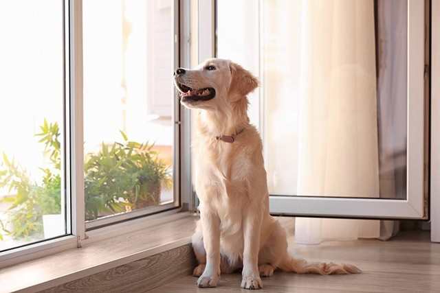 8 Quirky Pet Laws From Around the World