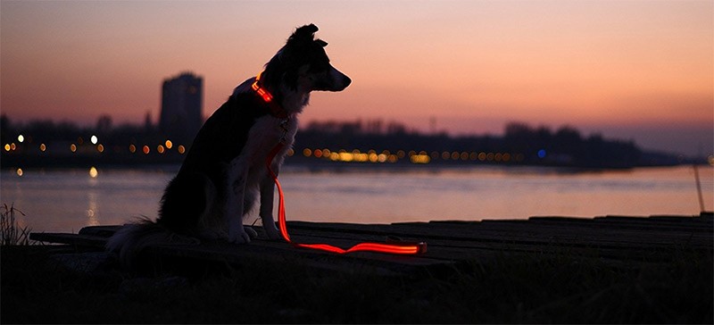 8 Quirky Pet Laws From Around the World