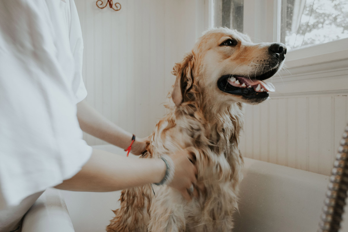 8 Quirky Pet Laws From Around the World