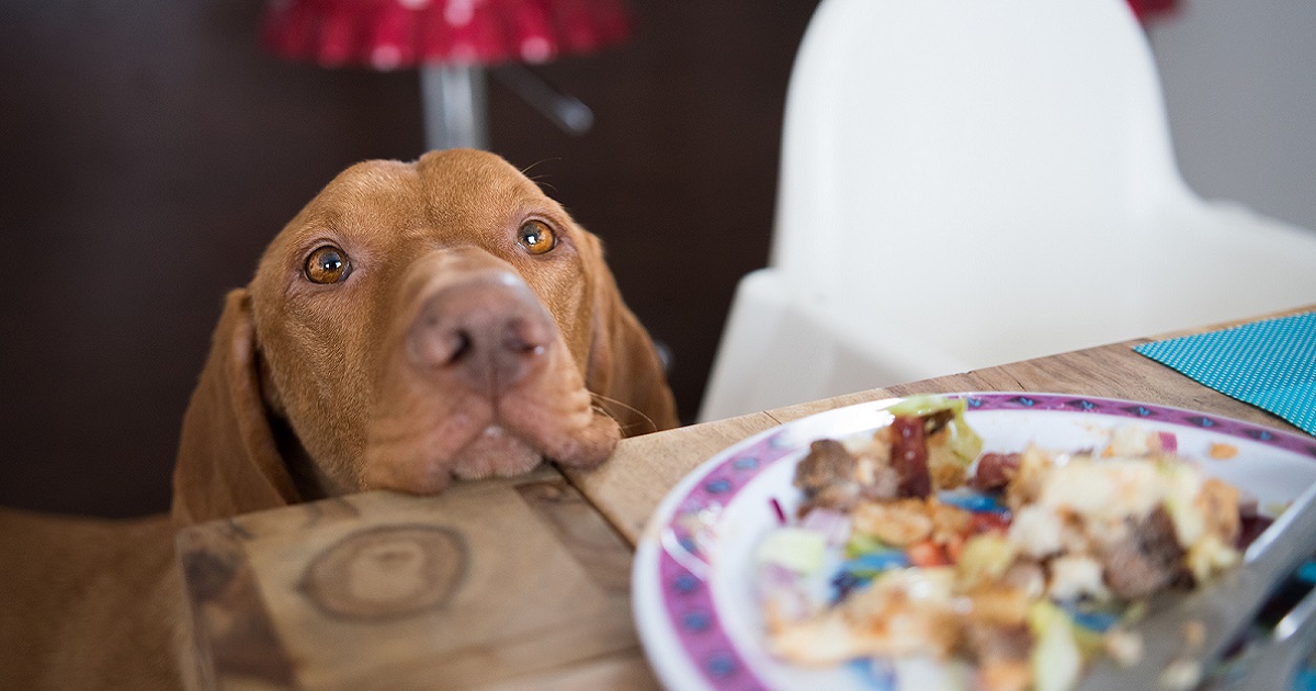 9 Common Human Foods That Is Surprisingly Good For Your Dogs