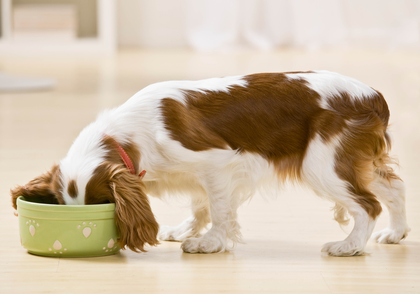 9 Common Human Foods That Is Surprisingly Good For Your Dogs