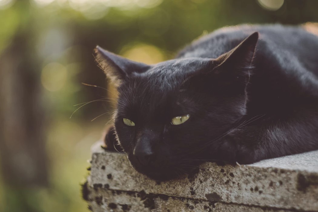 A Guide to Approaching Stray Cats Safely