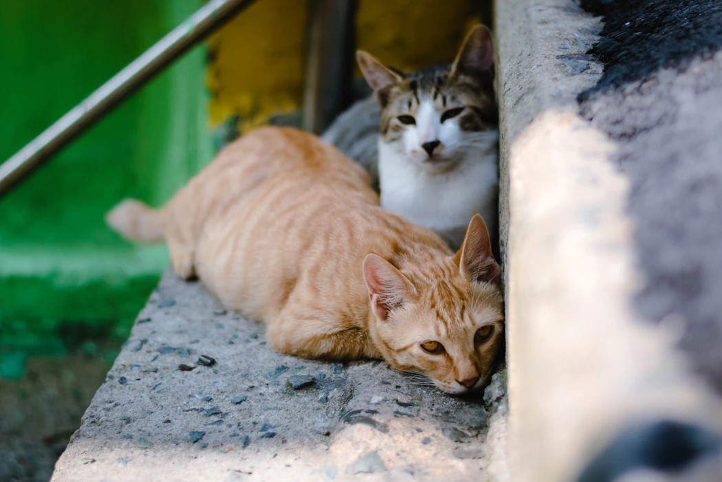 A Guide to Approaching Stray Cats Safely