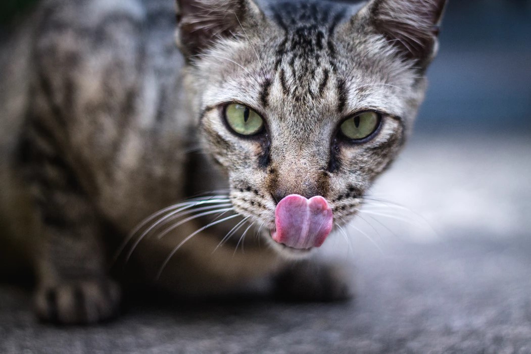 A Guide to Approaching Stray Cats Safely