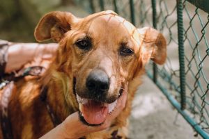 A Guide to Pet Adoption in Singapore