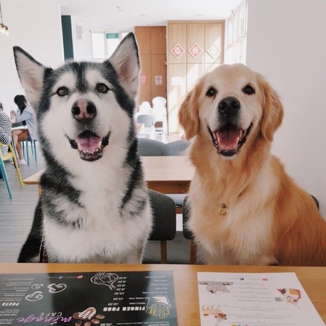 A Pawrent’s Guide: 5 Hidden Pet-Friendly Cafés to Explore in the New Year