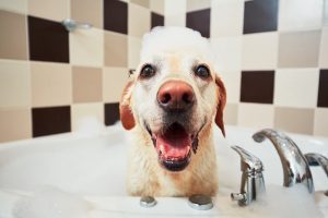 Canine Care: A Grooming Guide for Dogs of All Fur Types