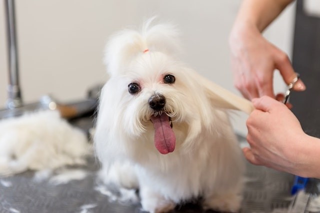 Canine Care: A Grooming Guide for Dogs of All Fur Types