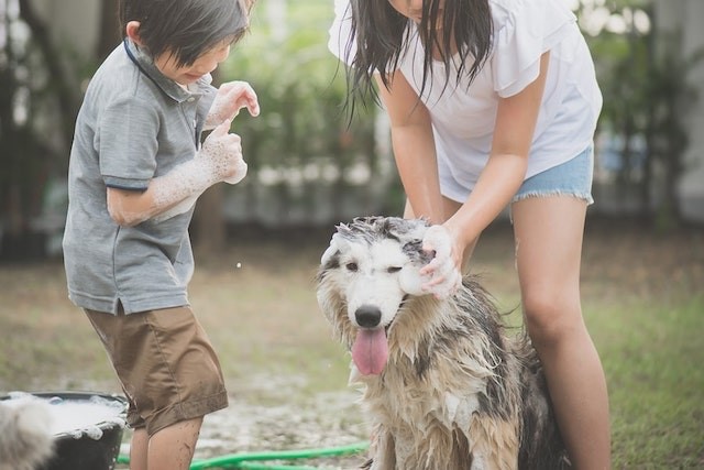 Canine Care: A Grooming Guide for Dogs of All Fur Types