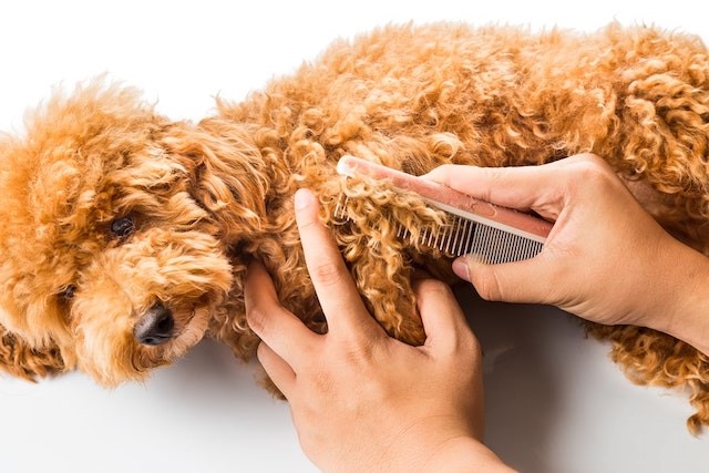 Canine Care: A Grooming Guide for Dogs of All Fur Types