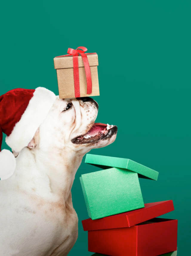 Canine Christmas: A Gift Guide for Dogs
