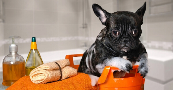 Choosing the Right Shampoo for Your Dog