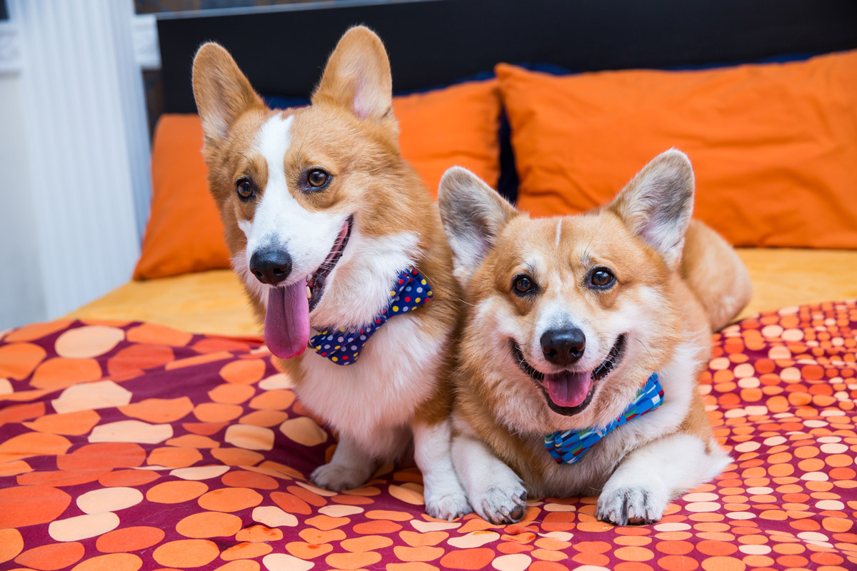  Getting Cosy with Corgis