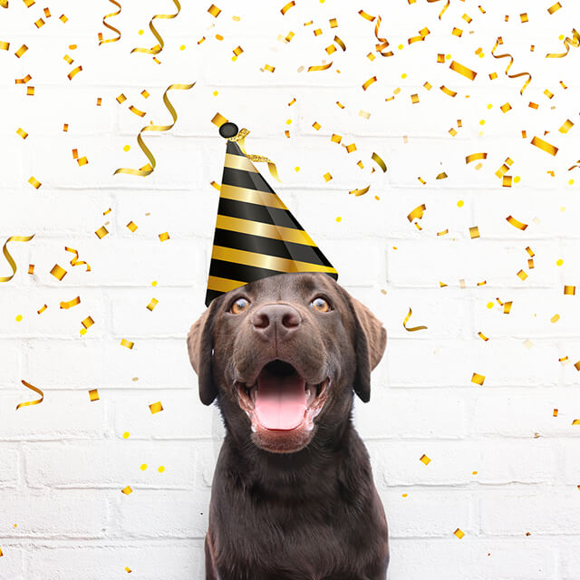 Countdown Pawty: 5 Pet-Friendly Venues in Singapore to Celebrate the New Year