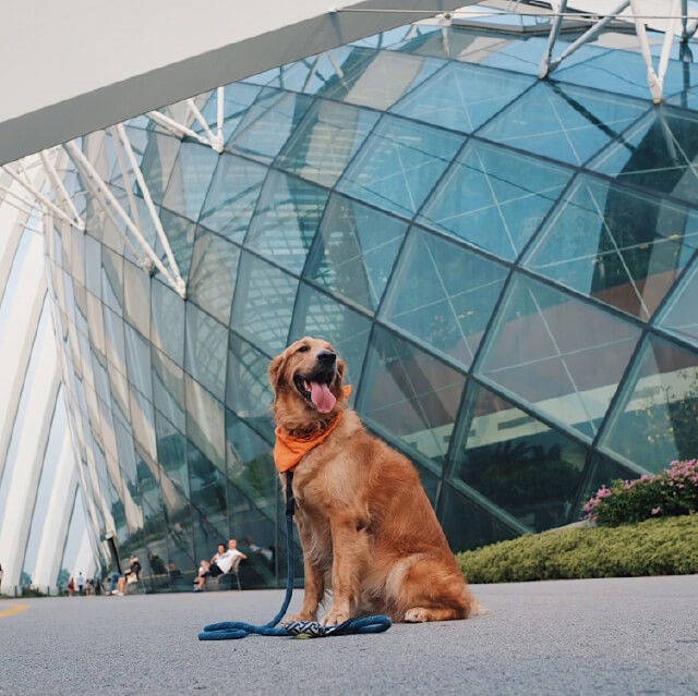 Countdown Pawty: 5 Pet-Friendly Venues in Singapore to Celebrate the New Year