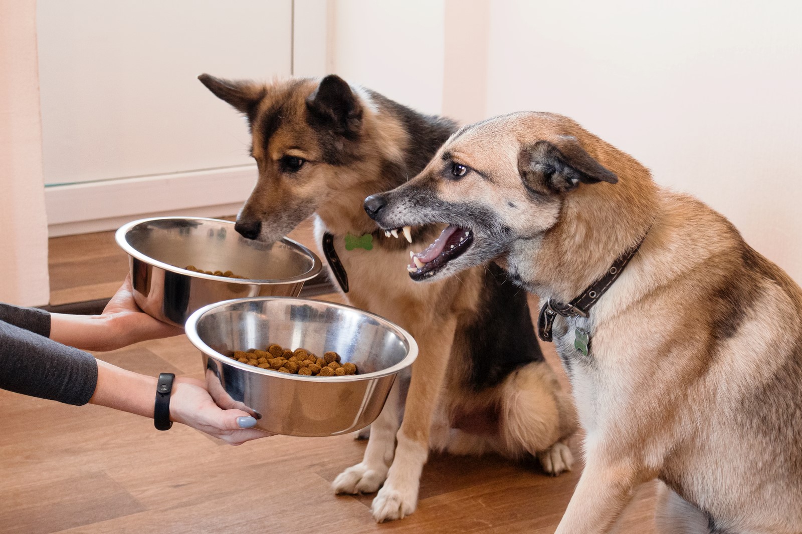 Dog Food Aggression: What It Is And How To Prevent It