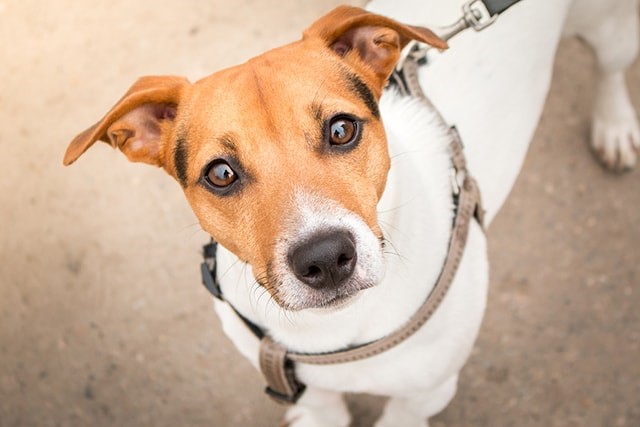 Dog-Speak: What It Means and Its Benefits