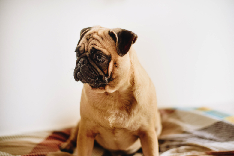 Doggy Distress: 6 Stress Signs to Look Out For
