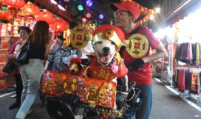 Dressing Up for CNY? Here’s a Guide to Introducing Costumes to Your Pet