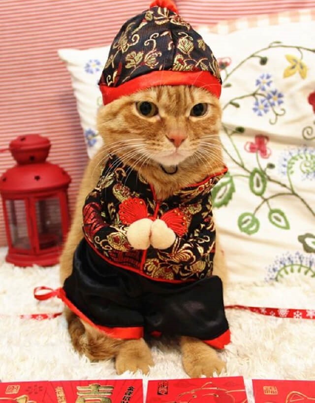 Dressing Up for CNY? Here’s a Guide to Introducing Costumes to Your Pet