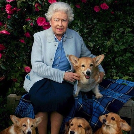 Farewell Whisper: The Last of the Royal Corgis