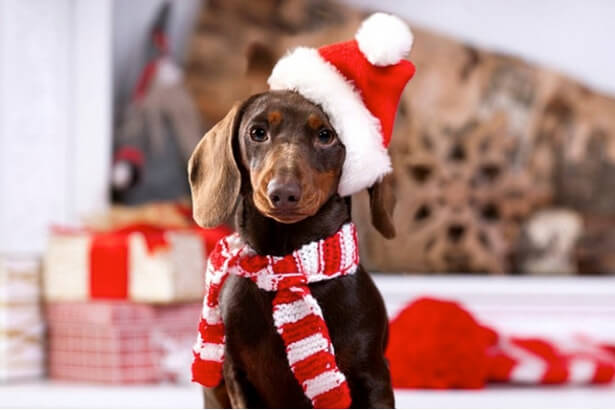 Festive Fashion: 6 Pet Christmas Costumes