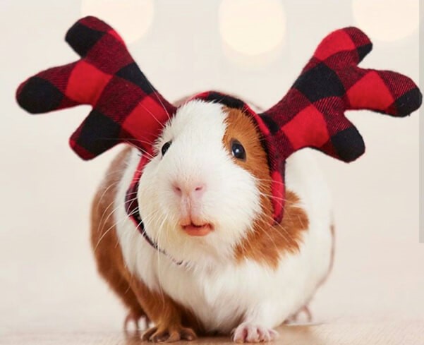 Festive Fashion: 6 Pet Christmas Costumes