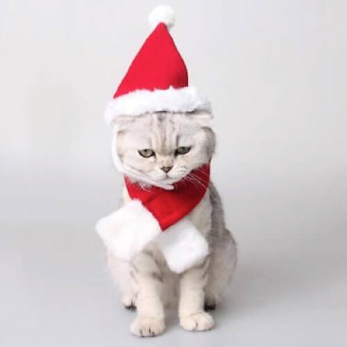 Festive Fashion: 6 Pet Christmas Costumes