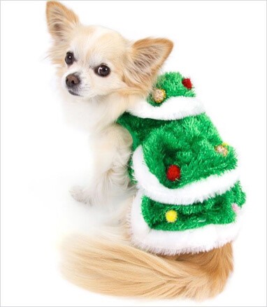 Festive Fashion: 6 Pet Christmas Costumes