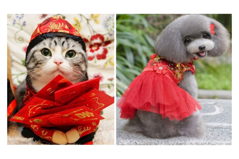 Festive Fun: 6 Chinese New Year Costumes for Your Pet